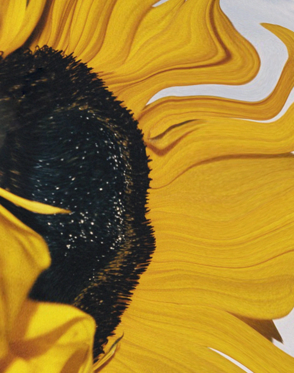 The benefits of sunflower seed  oil