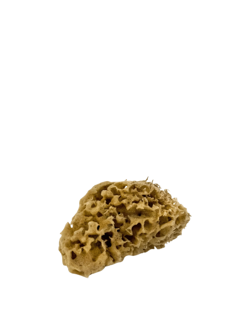 honeycomb seasponge  - Liten