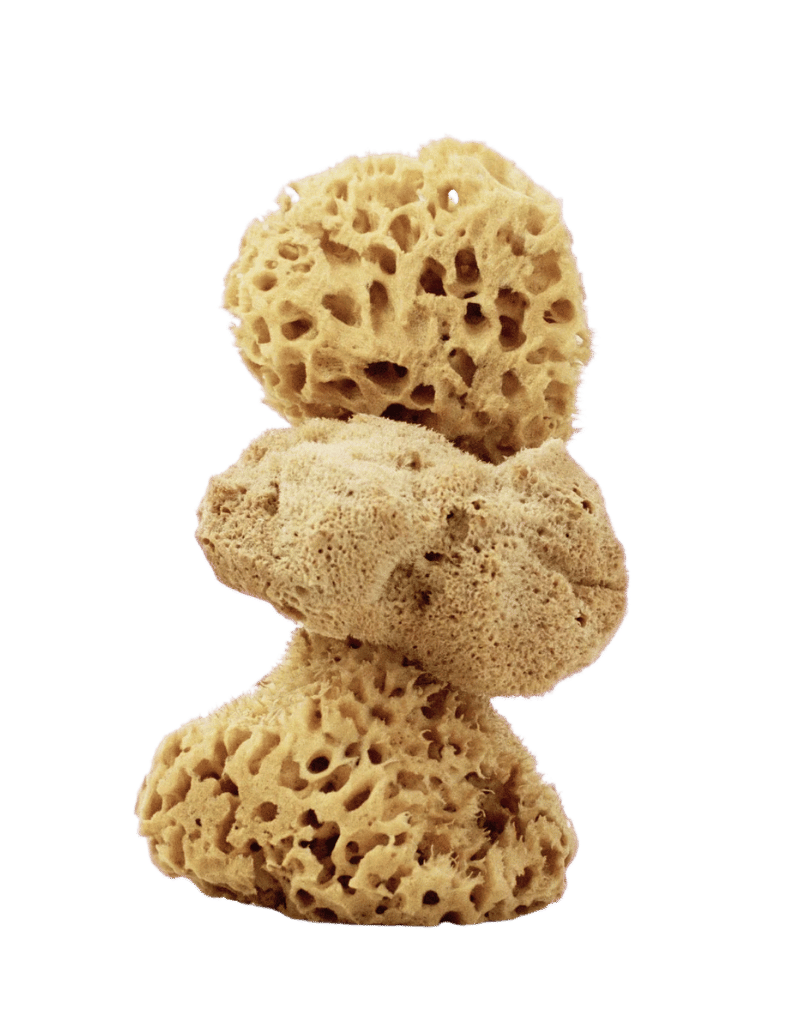 Honeycomb Sea Sponge