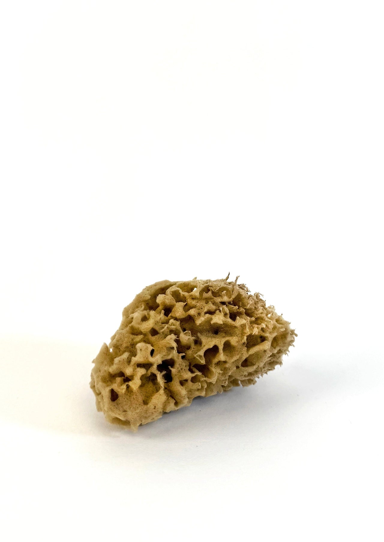 honeycomb seasponge  - Liten