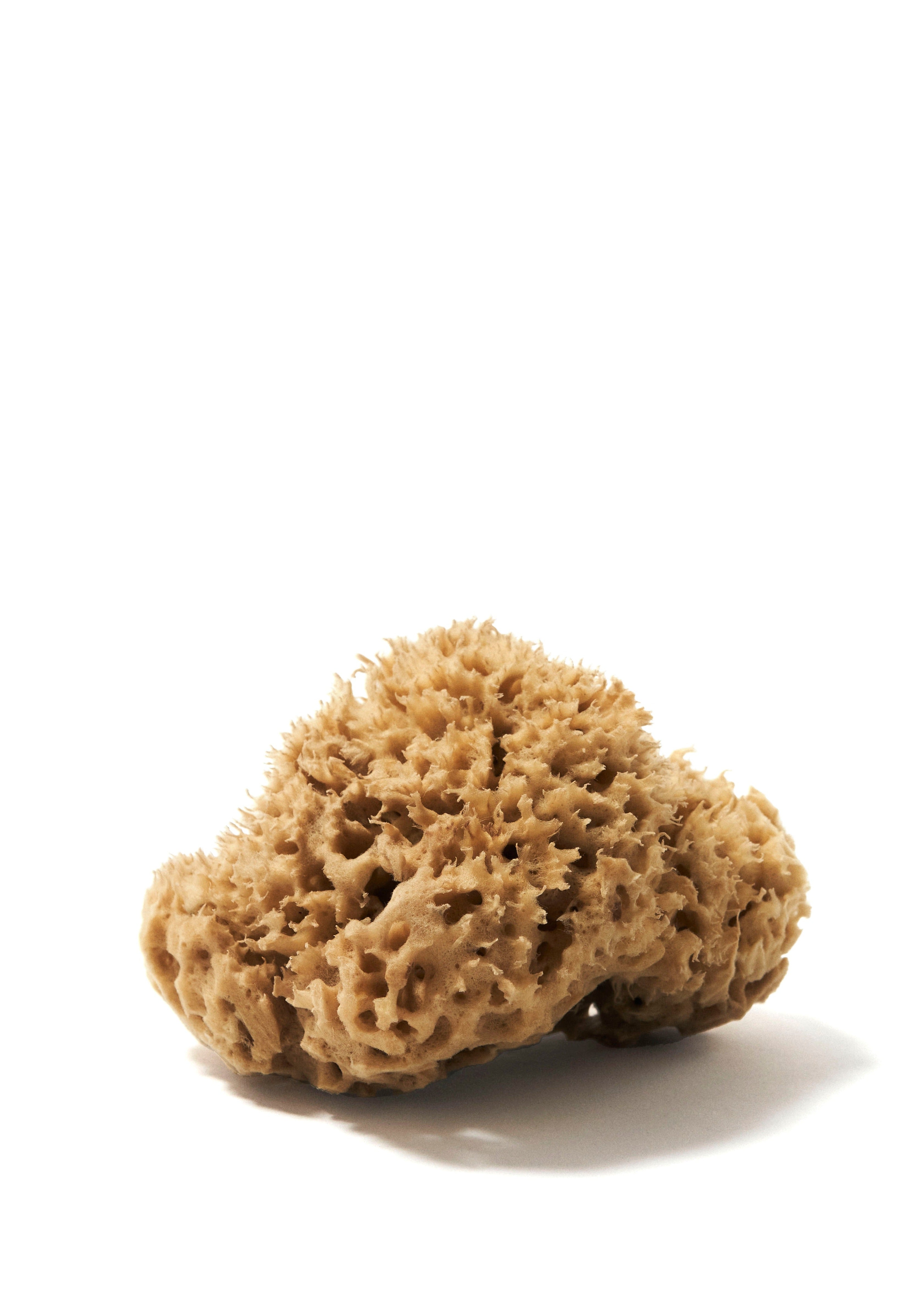 Honeycomb Sea Sponge